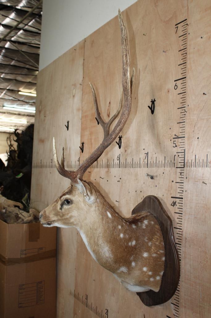 AXIS DEER Shoulder Mount Taxidermy Form with a Broken Skullcap and Mounted on a Wood Plaque - 3