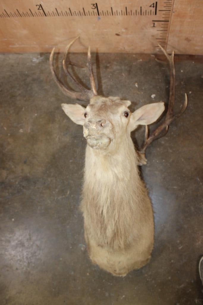 RED STAG Shoulder Mount Taxidermy Form with Broken Antlers: RED STAG Shoulder Mount Taxidermy Form with Broken Antlers. TAXIDERMY FORMS 