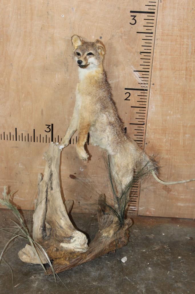 Life-sized GREY FOX Taxidermy Form on Driftwood: Life-sized GREY FOX Taxidermy Form on Driftwood. TAXIDERMY FORMS