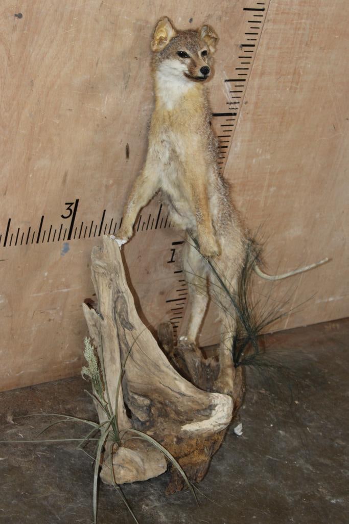 Life-sized GREY FOX Taxidermy Form on Driftwood - 2