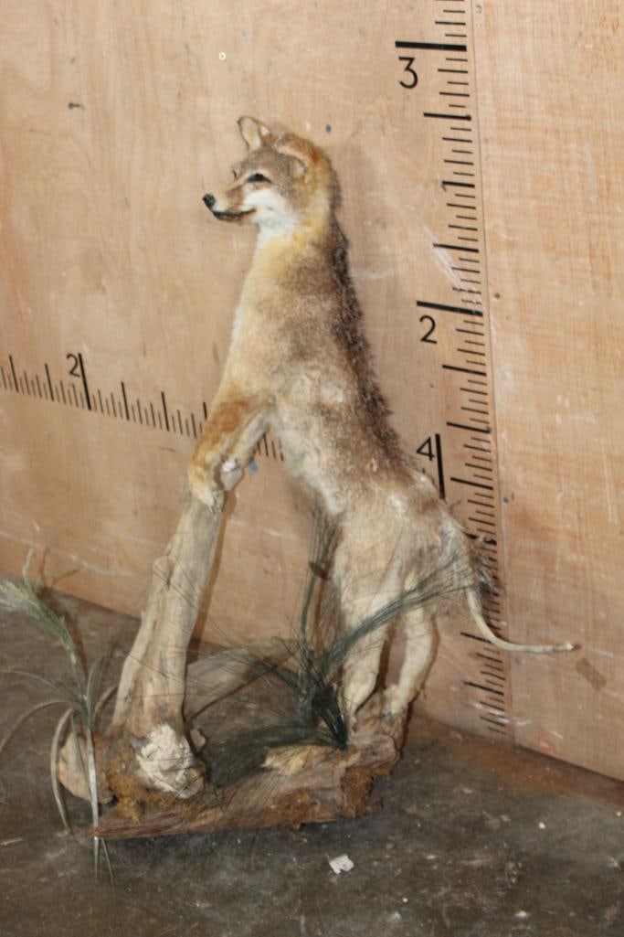 Life-sized GREY FOX Taxidermy Form on Driftwood - 3
