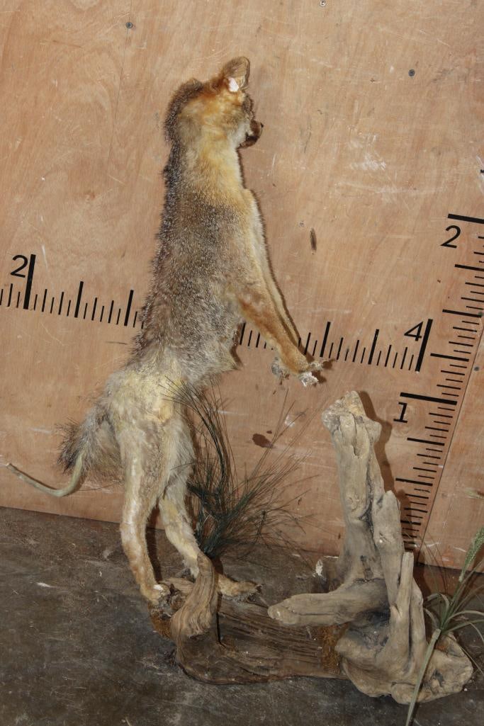 Life-sized GREY FOX Taxidermy Form on Driftwood - 4