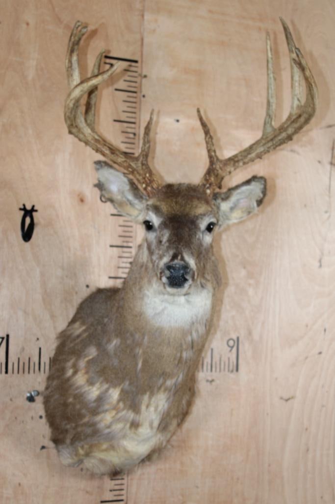 WHITETAIL DEER Shoulder Mount Taxidermy Form with a Big 9-Point Antler Rack: WHITETAIL DEER Shoulder Mount Taxidermy Form. It has a Big 9-Point Antler Rack with a 20.25" Spread. TAXIDERMY FORMS 