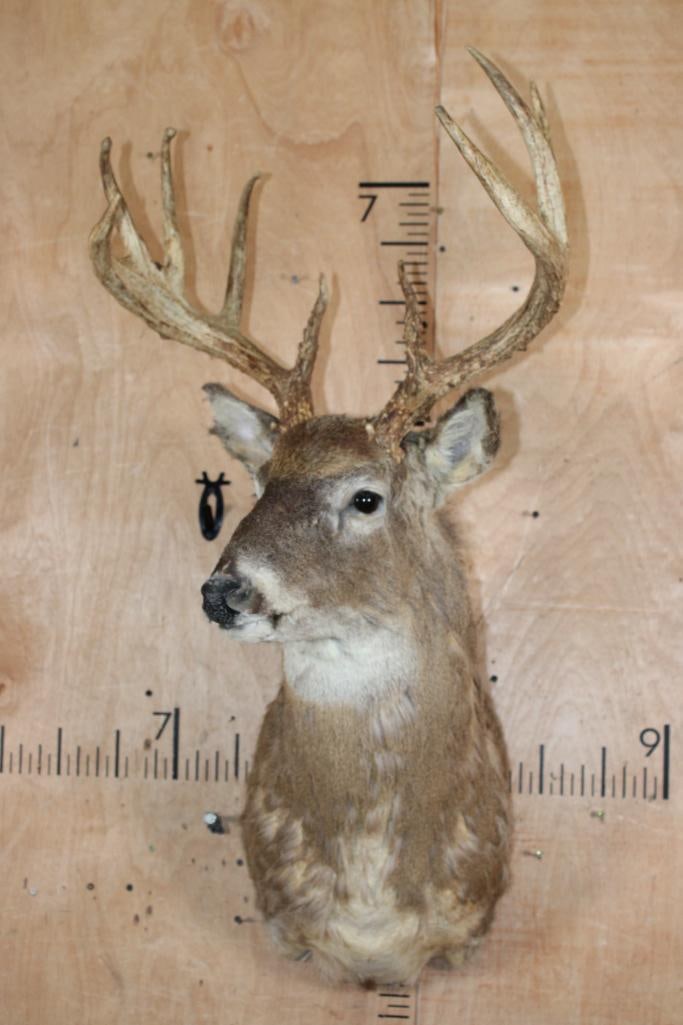 WHITETAIL DEER Shoulder Mount Taxidermy Form with a Big 9-Point Antler Rack - 2