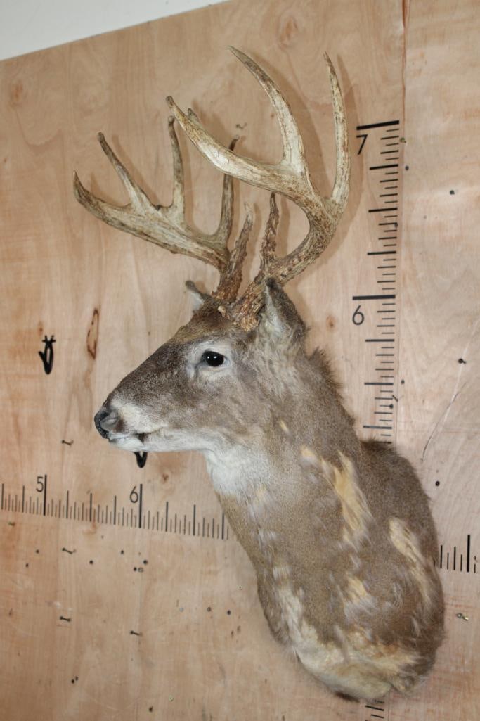 WHITETAIL DEER Shoulder Mount Taxidermy Form with a Big 9-Point Antler Rack - 3