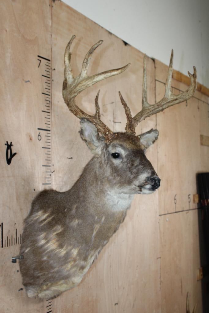 WHITETAIL DEER Shoulder Mount Taxidermy Form with a Big 9-Point Antler Rack - 4