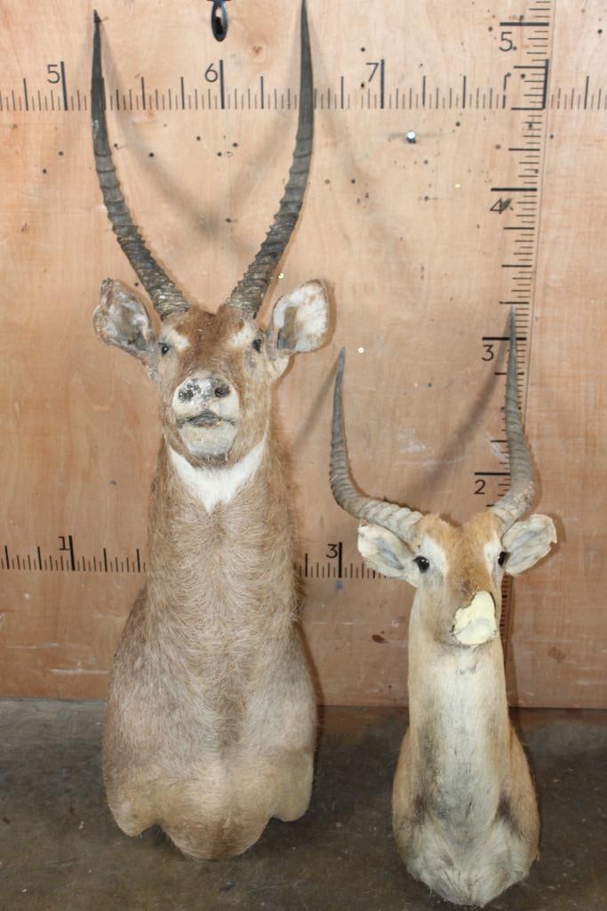 WATERBUCK Shoulder Mount Taxidermy Form and a KAFUE LECHWE Shoulder Mount Taxidermy Form: 1 WATERBUCK Shoulder Mount Taxidermy Form with a broken horn at the skull cap. 1 KAFUE LECHWE Shoulder Mount Taxidermy Form with Horns and No Nose. TAXIDERMY FORMS 