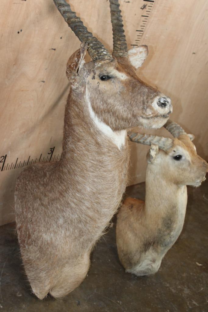 WATERBUCK Shoulder Mount Taxidermy Form and a KAFUE LECHWE Shoulder Mount Taxidermy Form - 2