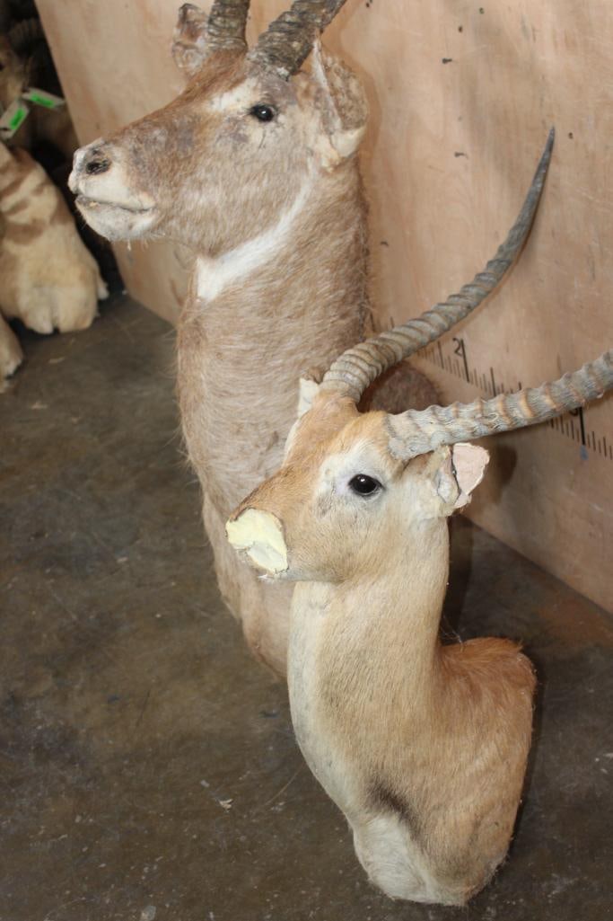 WATERBUCK Shoulder Mount Taxidermy Form and a KAFUE LECHWE Shoulder Mount Taxidermy Form - 3
