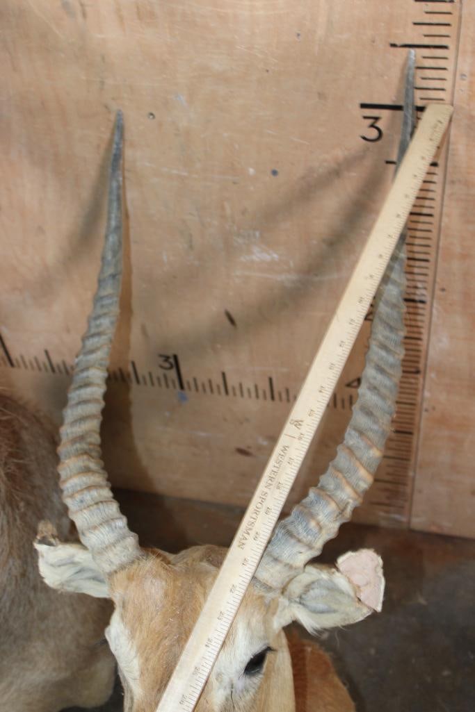 WATERBUCK Shoulder Mount Taxidermy Form and a KAFUE LECHWE Shoulder Mount Taxidermy Form - 6