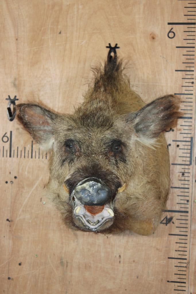 RUSSIAN BOAR Shoulder Mount: RUSSIAN BOAR Shoulder Mount with No Tusks and Nose Damage. TAXIDERMY 