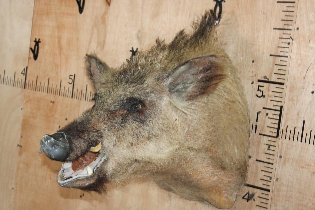 RUSSIAN BOAR Shoulder Mount - 2