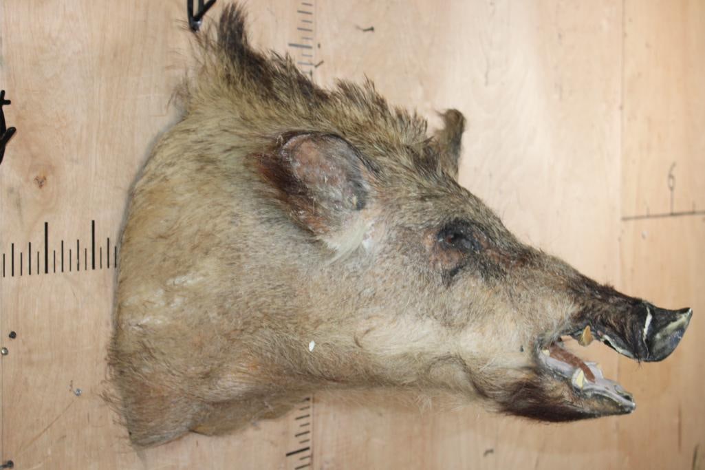 RUSSIAN BOAR Shoulder Mount - 3