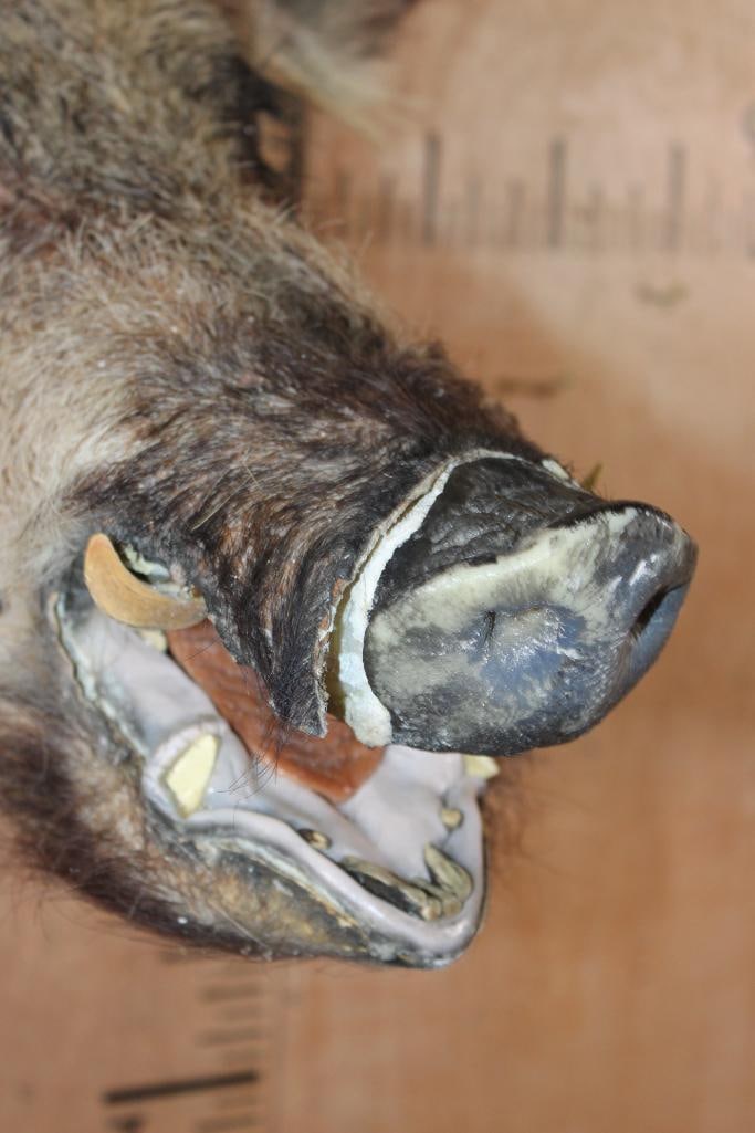 RUSSIAN BOAR Shoulder Mount - 4
