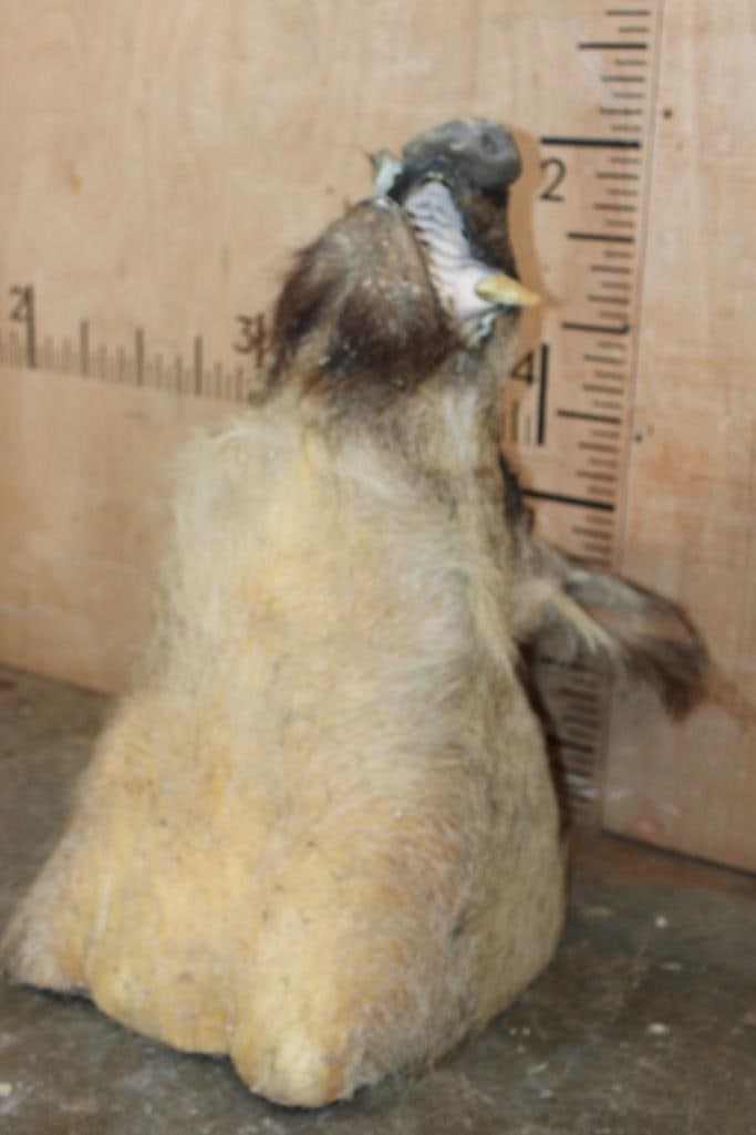 RUSSIAN BOAR Shoulder Mount - 5