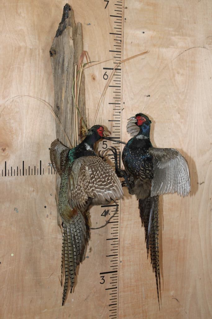 2 "Fighting" Melanistic PHEASANTS or BLACK PHEASANTS on Driftwood: 2 Nice and Clean "Fighting" Melanistic PHEASANTS or BLACK PHEASANTS. They are mounted on a Driftwood Wall Hanging Base. The Total Mount measures 48" Tall x 21" Wide x 27" Depth and is in Good
