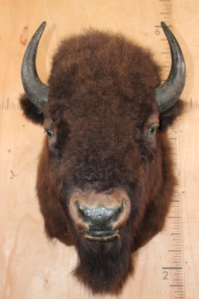 Big BISON or BUFFALO Shoulder Mount (1 of 6)