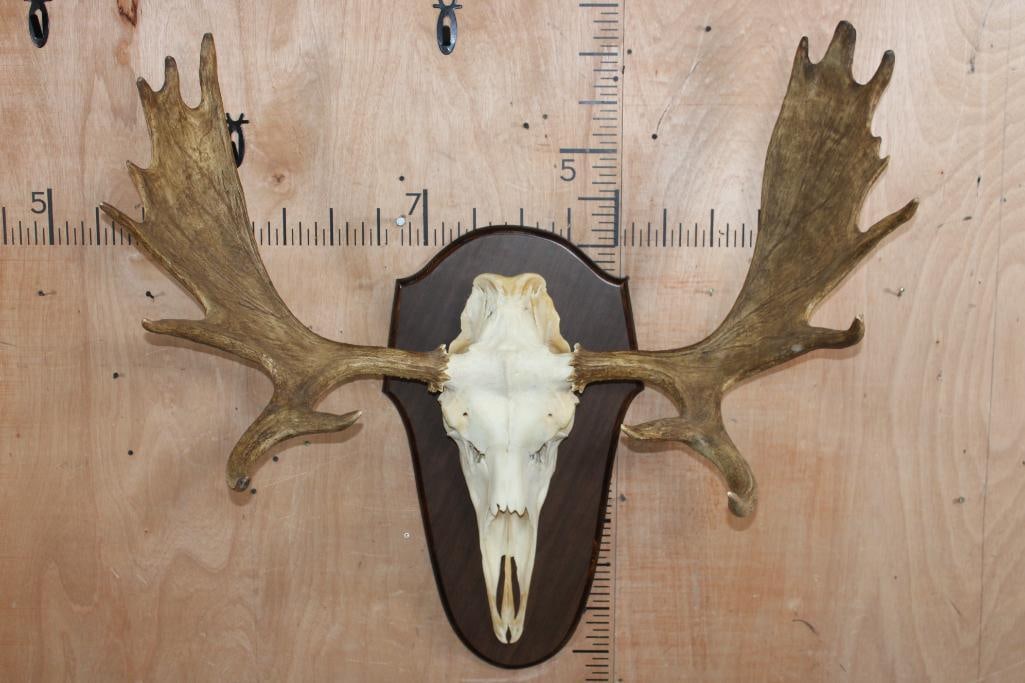 16-Point MOOSE Skull or Euro Mount on a Wood Plaque (1 of 7)