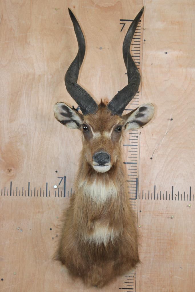Big SITATUNGA Shoulder Mount (1 of 7)