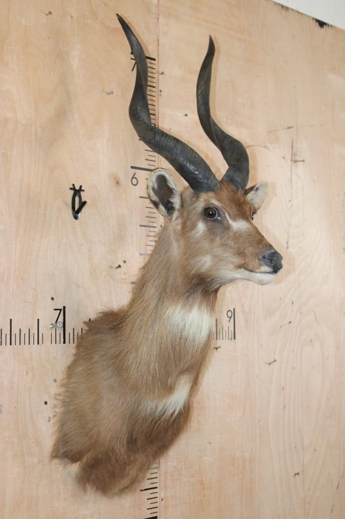 Big SITATUNGA Shoulder Mount - 2
