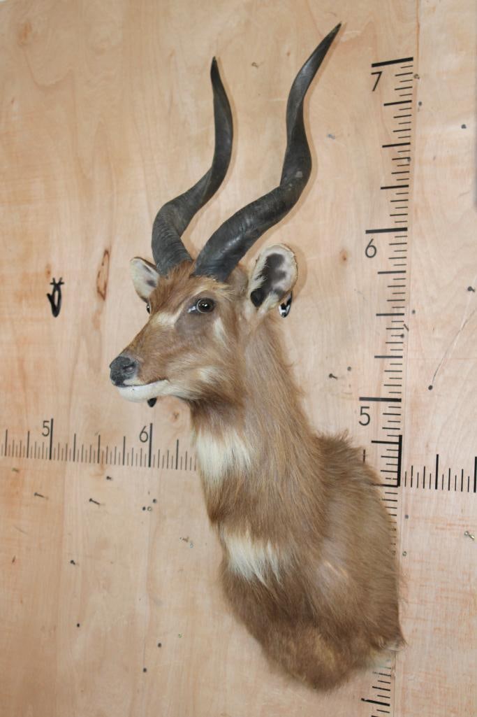 Big SITATUNGA Shoulder Mount - 3