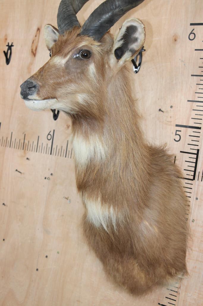 Big SITATUNGA Shoulder Mount - 4