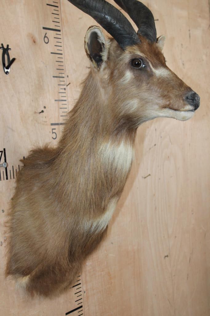 Big SITATUNGA Shoulder Mount - 5