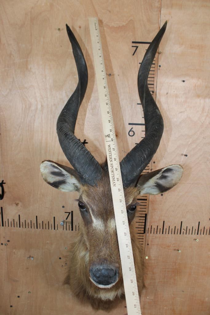 Big SITATUNGA Shoulder Mount - 6