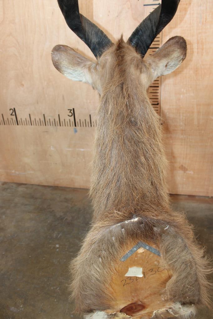 Big SITATUNGA Shoulder Mount - 7