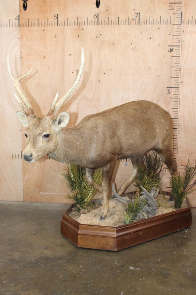 XXL Life-sized HOG DEER on a Wood Base with Wheels: Very Nice and Clean XXL Trophy and Life-sized HOG DEER. It has a 16.5" Spread and is mounted on a decorative Wood Base with Wheels. The Total Mount measures 49.5" Long x 20" Wide x 41.5" Tall and it