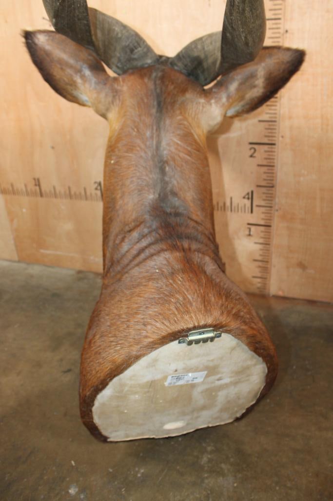 Massive BONGO Shoulder Mount - 7