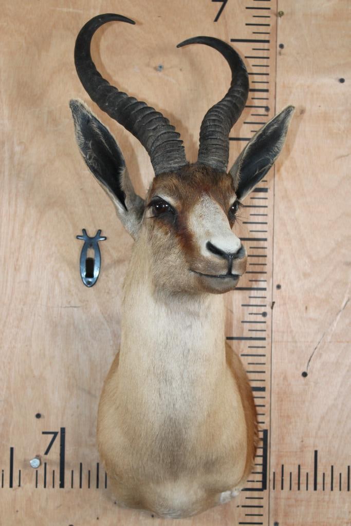 Big Copper SPRINGBOK Shoulder Mount - 2