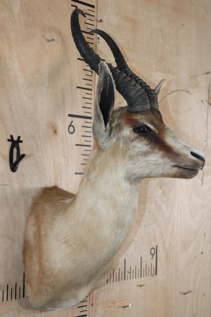 Big Copper SPRINGBOK Shoulder Mount - 3