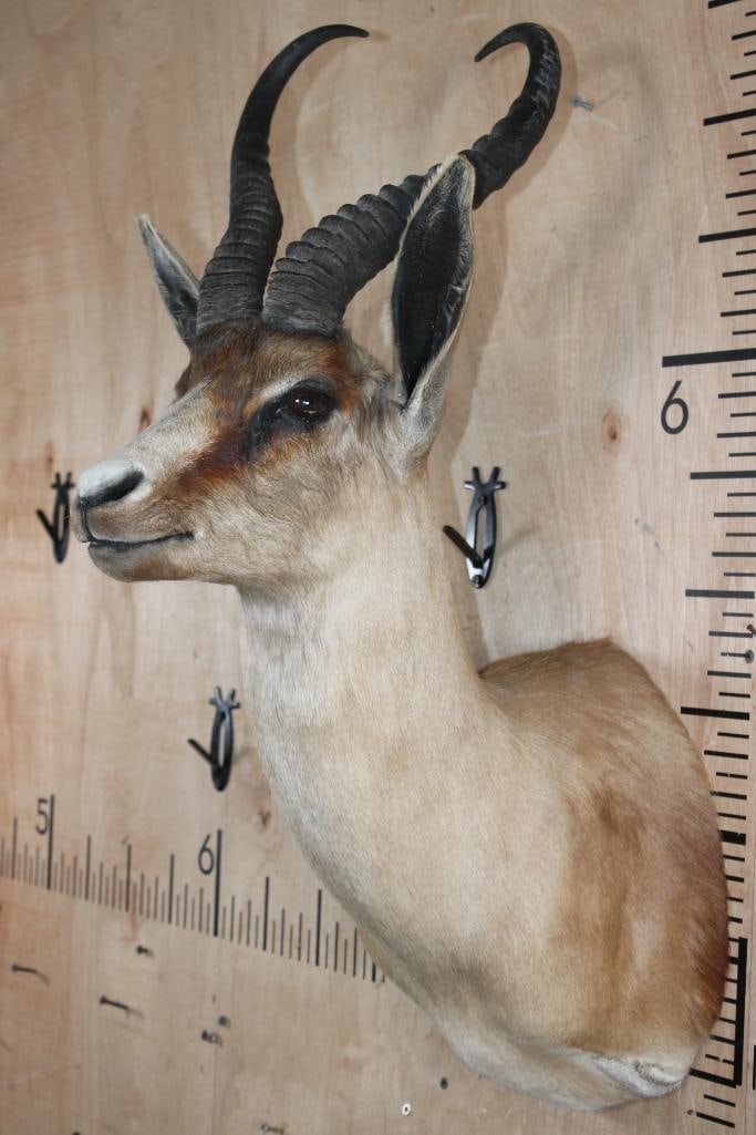 Big Copper SPRINGBOK Shoulder Mount - 4