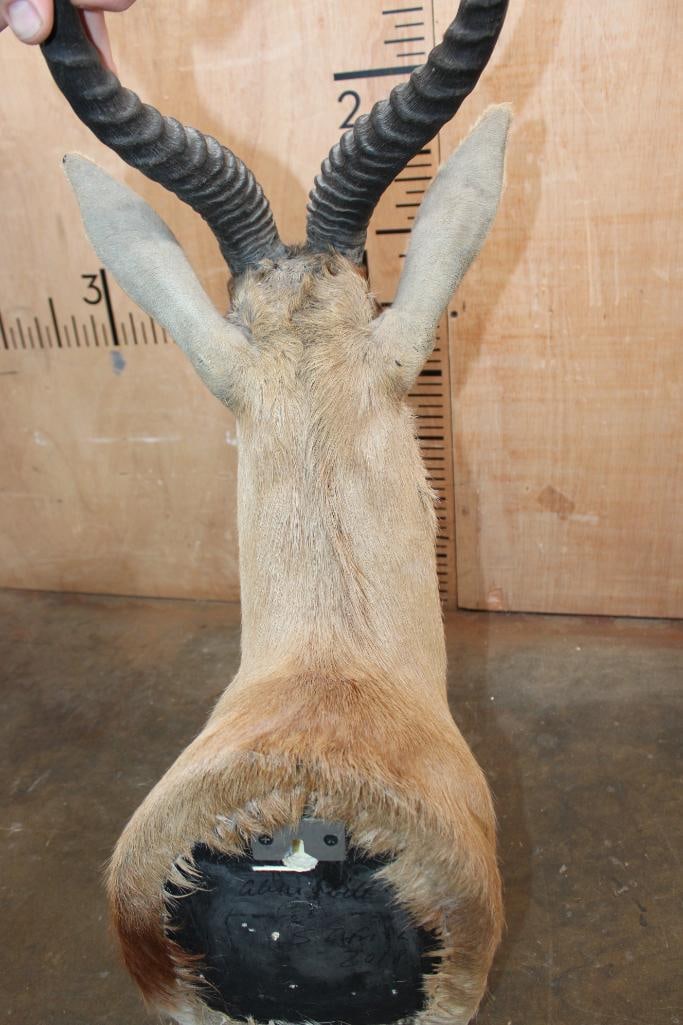Big Copper SPRINGBOK Shoulder Mount - 5