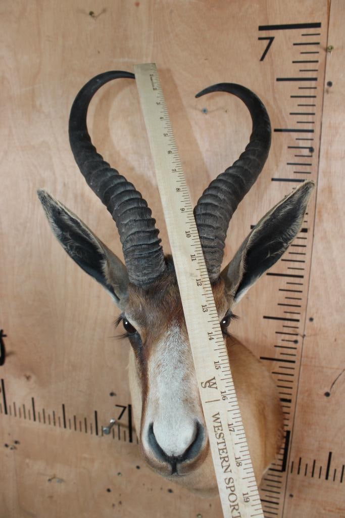 Big Copper SPRINGBOK Shoulder Mount - 6