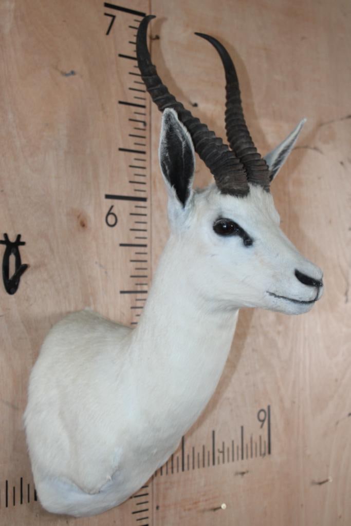 White SPRINGBOK Shoulder Mount - 2
