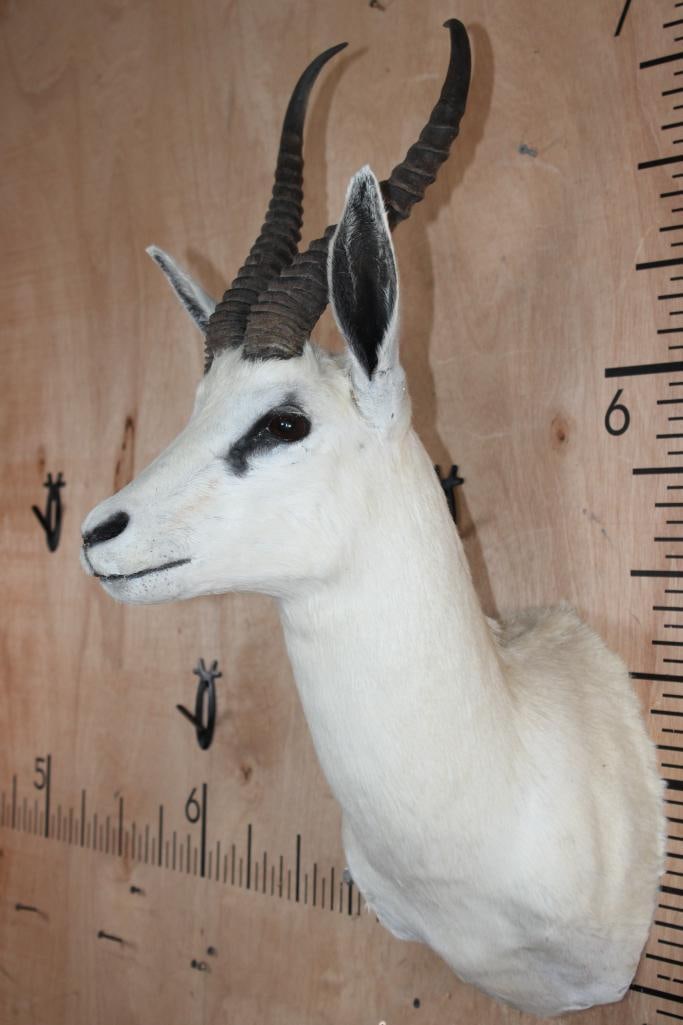 White SPRINGBOK Shoulder Mount - 3