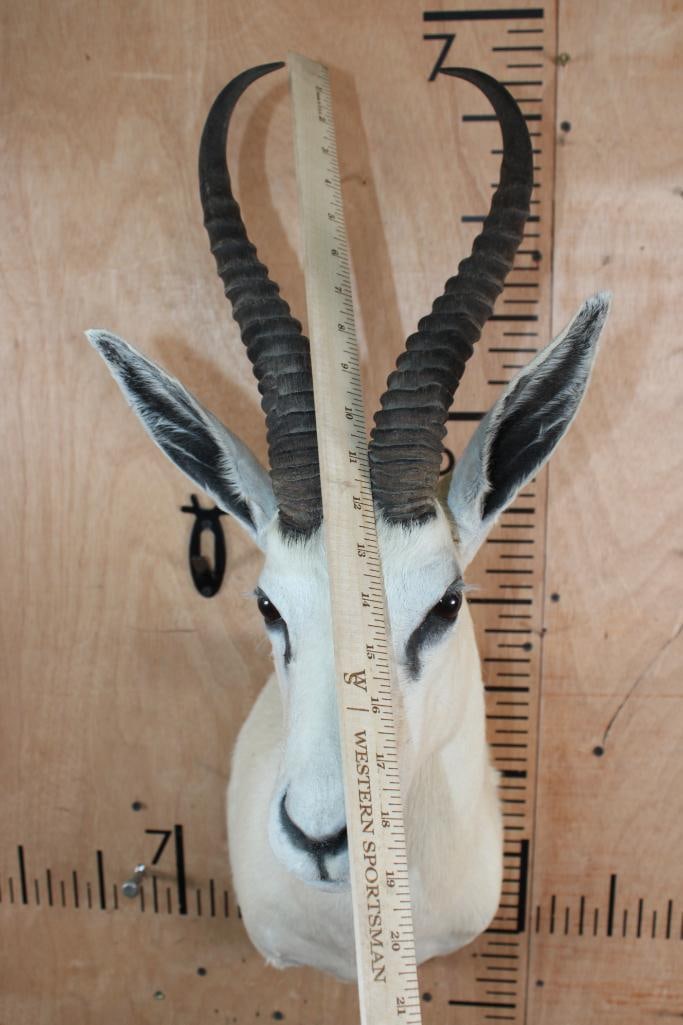 White SPRINGBOK Shoulder Mount - 4