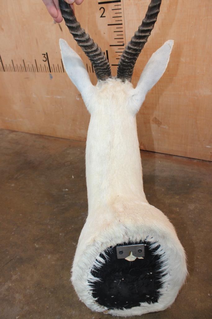 White SPRINGBOK Shoulder Mount - 5