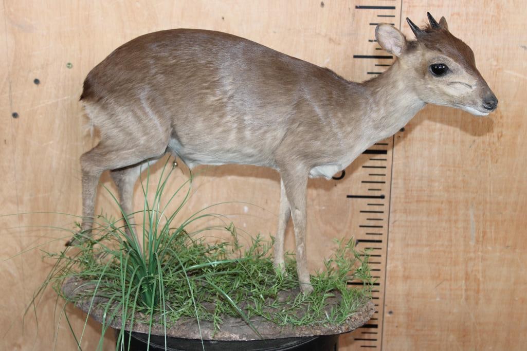 Life-sized BLUE DUIKER on a Decorative Base (1 of 6)