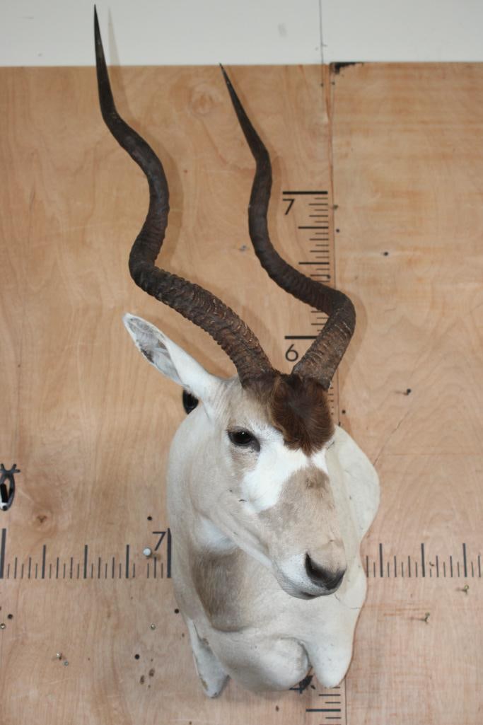 *TEXAS RESIDENTS ONLY* ADDAX Wall Pedestal Mount (1 of 6)