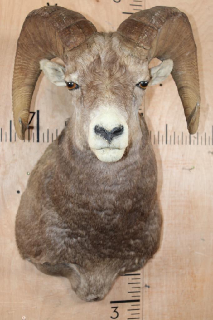 Huge STONE SHEEP Ram Shoulder Mount: Huge STONE SHEEP Ram Shoulder Mount. The Right Horn measures 33.5" Long and 15.5" around the Horn Base. The Left Horn measures 32.75' Long and 15.25" around the Horn Base. This is a beautiful guy in G
