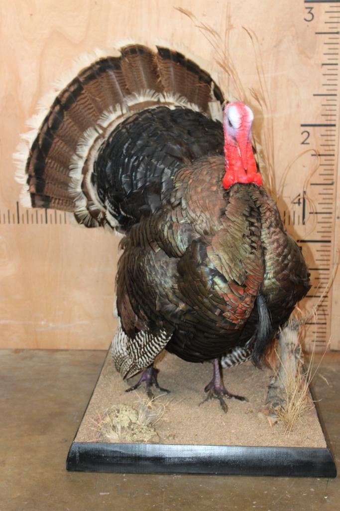 Life-sized "Strutting" TURKEY on a Decorative Base (1 of 7)