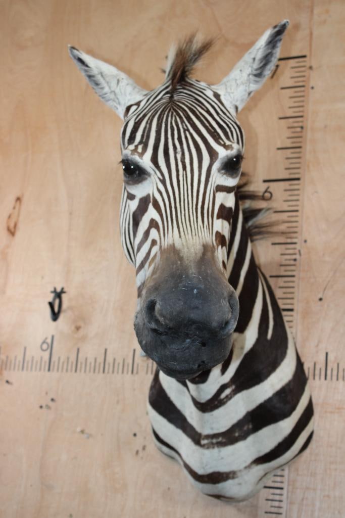 ZEBRA Shoulder Mount - 2