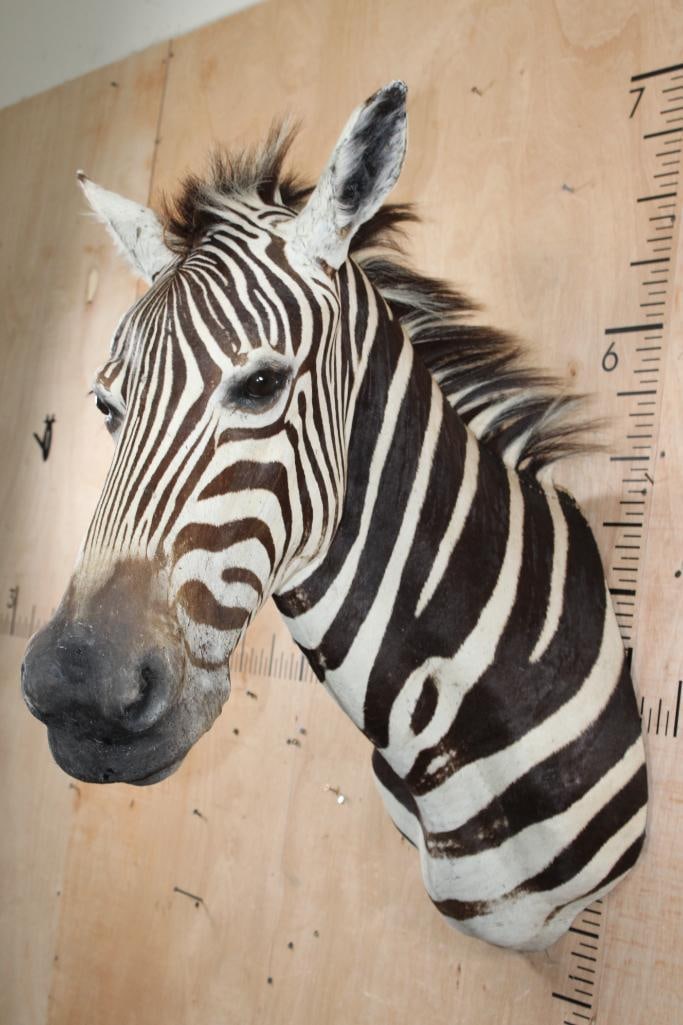 ZEBRA Shoulder Mount - 3
