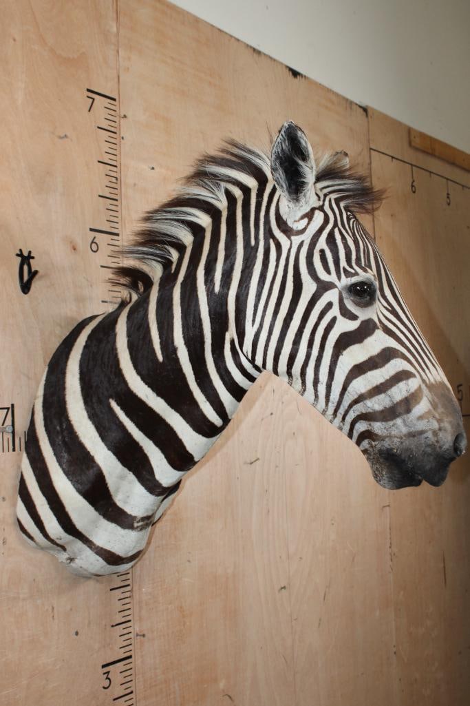 ZEBRA Shoulder Mount - 4
