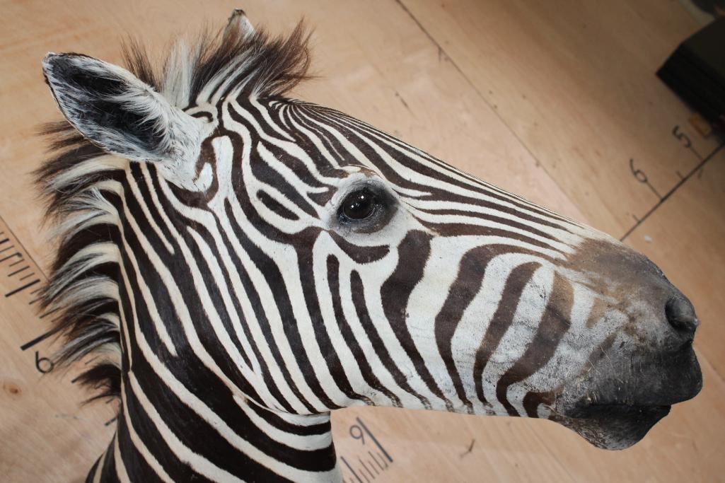 ZEBRA Shoulder Mount - 5