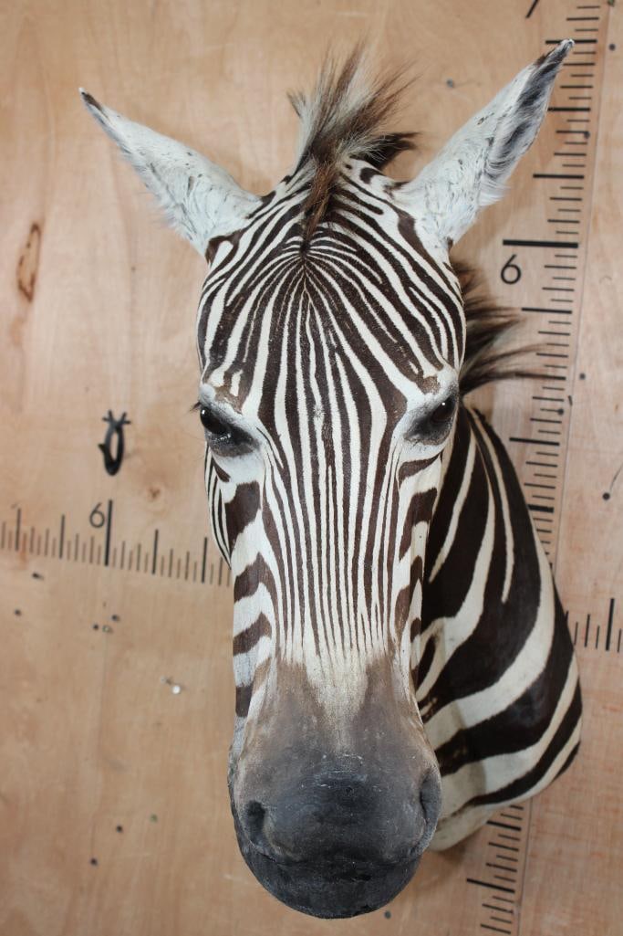 ZEBRA Shoulder Mount - 6