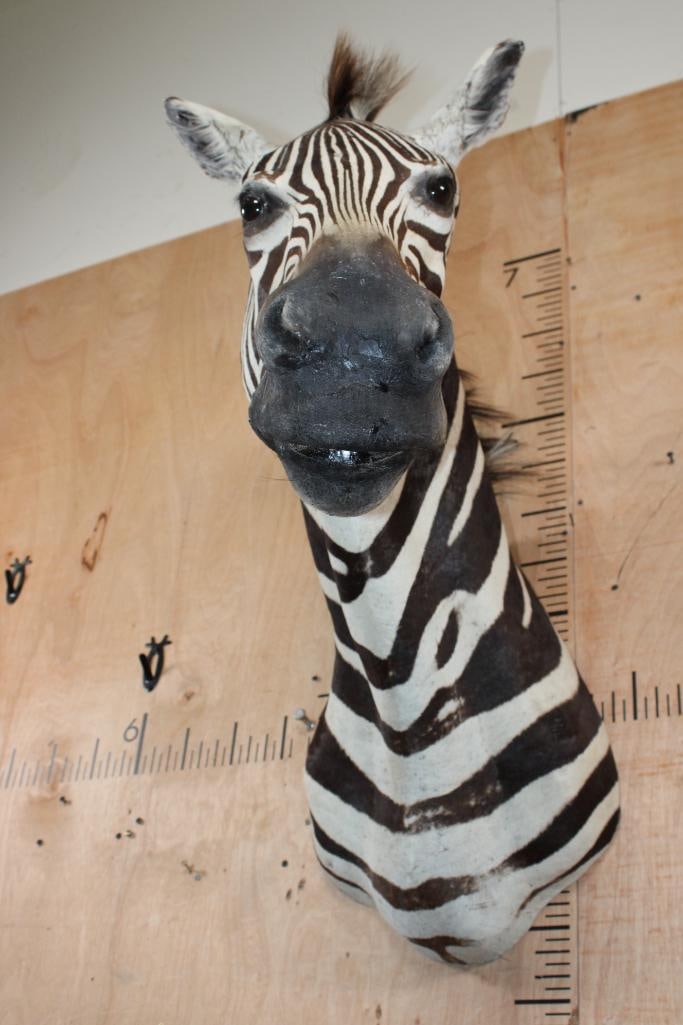 ZEBRA Shoulder Mount - 7